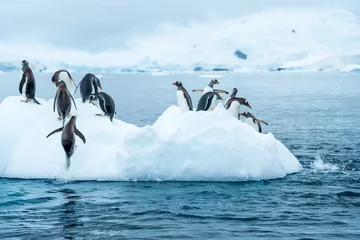 Foto op Aluminium Group of Gentoo penguins jumping around an ice berg in Antarctica © Michael
