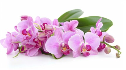 Naklejka na ściany i meble Orchids in pink blooming with flora elegance and botanical beauty displaying a bouquet of petals