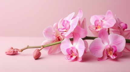 Orchid bloom in pink with delicate petals and botanical beauty