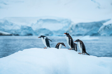 Group of Gentoo penguins jumping around an ice berg in Antarctica © Michael