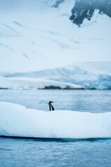 Naklejka premium Group of Gentoo penguins playing around on Iceberg in Antarctica