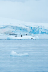 Fototapeta na wymiar Group of Gentoo penguins jumping around an ice berg in Antarctica
