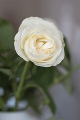 Single white rose blooming in vase  close up