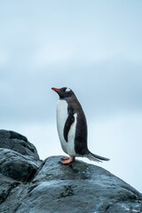 Gentoo Penguins in antarctica 
