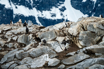 Penguins in Antarctica
