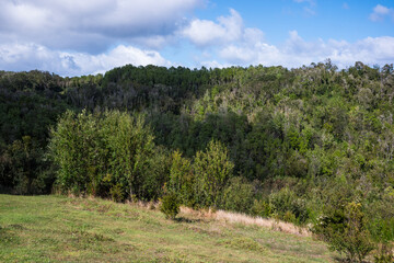 Bosque encantado: La magia de Chiloé en cada rincón © Christian Fraga