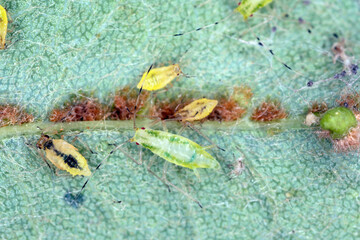 Spectacular looking aphids. Colorful plant pests.