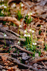 flower, spring, snowdrop, nature, plant, white, flowers, garden, blossom, leaf, bloom, macro, snowdrops, beauty, flora, season, floral, grass, winter, closeup, bud, snow, crocus, petal, springtime