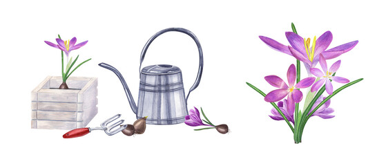Planting flowers. Spring works in garden. Crocuses, bulbs, hand fork, watering can. Flower in wooden box. Composition isolated on white. Watercolor illustration for the design of booklet, flyer, label