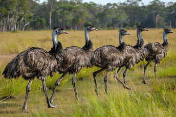 A group of ostriches standing in a grassy field. The ostriches are all black and white. Group of Emu birds in the wild