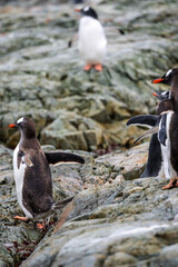 Fototapeta premium Gentoo Penguins in the wild with Antarctic landscapes