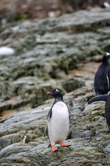 Gentoo Penguins in the wild with Antarctic landscapes