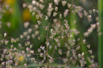 Wild bell plants background
