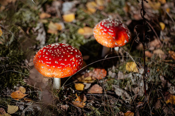 Fly Agaric or Amanita Muscaria Mushroom. Amanita mushrooms with white dots close-up in the forest
