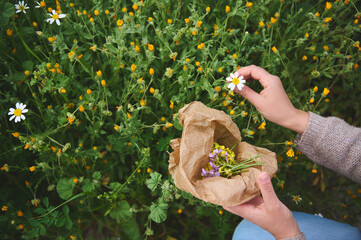 Herbalist woman collects calendula and chamomile flowers, prepares ingredients for traditional...