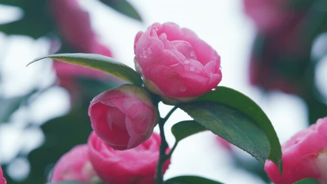 Beautiful Pink Camellia Blooming In A Garden. Blooms From February To April.