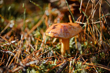 Gathering mushrooms. Mushrooms photo, forest photo, forest background.