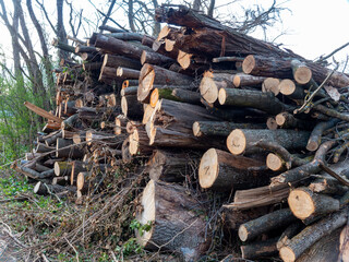 Stack of cut wood in the forest