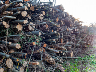 Stack of cut wood in the forest