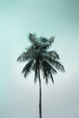 Fototapeta premium A palm tree is the only thing visible in the image