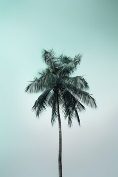 A palm tree is the only thing visible in the image