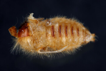 Pupa of a beetle of the family Dermestidae (skin beetles) genus Attagenus on a black background.