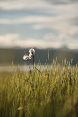 Eriophorum angustifolium