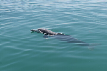 A Dolphin emerging out of water near in the eastern coast of Bahrain