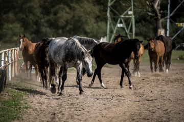 Obraz na płótnie Canvas beautiful horses in a stud farm