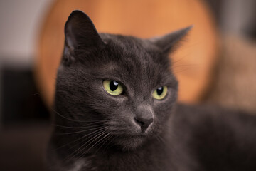 A gray cat lies on a sofa.