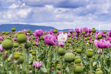 Field of pink opium poppy, also called breadseed poppies - obrazy, fototapety, plakaty