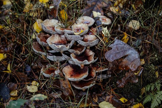 Mushroom in the forest. Gathering mushrooms. Mushrooms photo, forest photo, forest background.