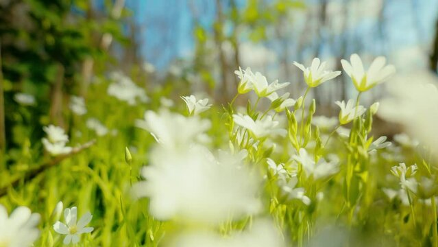 A close-up shot of vibrant white flowers, with a vivid blue sky in the background, highlighting nature's serene beauty