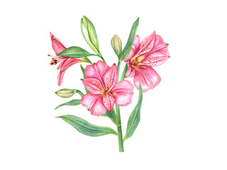 Bright pink tropical flowers. Alstroemeria flower. Vintage botanical illustration. Flower head, bud, leaf. Watercolor painting isolated on white background. Alstromeria bouquet. For cards, invitations