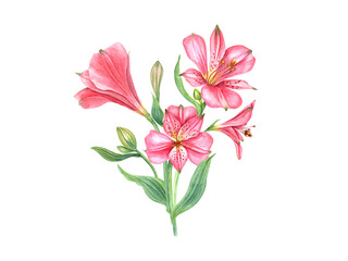 Pink alstroemeria flower. Floral composition. Vintage botanical illustration. Flower head, bud, leaf. Watercolor painting isolated on white background. Alstromeria bouquet. For cards, invitations