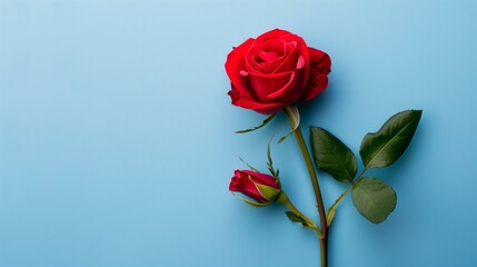 Elegant Red Rose on Vibrant Blue Background for Romantic Occasions