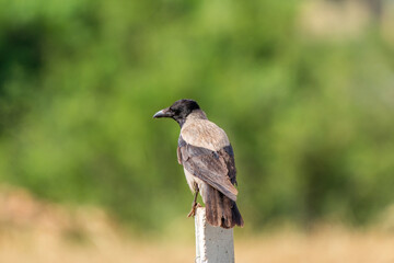 Obraz premium Carrion crow sitting on concrete fence