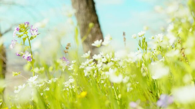 A close-up shot of vibrant white flowers, with a vivid blue sky in the background, highlighting nature's serene beauty