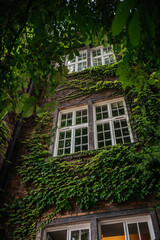 Fototapeta na wymiar Ivy-Covered Building with Vintage Window