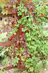 Naklejka na ściany i meble A wooden wall of a greenhouse, entwined with ivy, grapes and colorful autumn leaves.
