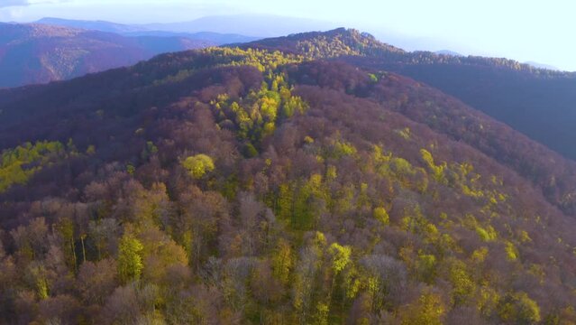 Ukraine, Carpathians, Transcarpathia, windy autumn day, birch grove losing its last leaves, mountains in the distance covered with red beech forests