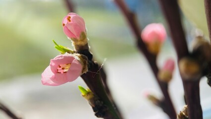 spring, a sprig of peach branch with delicate pink buds and flowers, everything comes to life, flowering, macro, close up, fruit trees blossom, comes to life