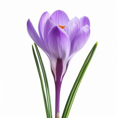 Stunning Purple Crocus Flower Isolated on White Background Spring Bloom Concept