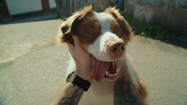 Super cute and funny POV shot of owner pet and cuddle, rub and scratch adorable australian shepherd dog. Affection and love towards an animal. Happy dog owner and his companion. Funny happy dog smile