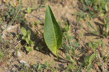 Leaf of a spotted arum (Arum dioscoridis) in spring