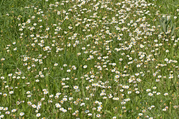 Bellis daisies (Bellis perennis) on a rural path in a forest © cilicia