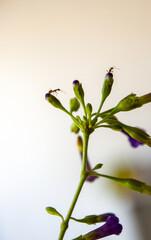 pequeñas flores lilas de la planta llamada Talilla  (Lycium cestroides)