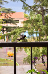 Imagen de un colibrí en las flores de la salvia guaranítica © TC2412