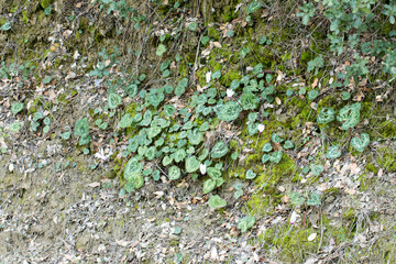 Cyclamen persicum, the Persian cyclamen, is a species of flowering herbaceous perennial plant growing from a tuber, native to rocky hillsides, shrubland, and woodland up to 1,200 m above sea level