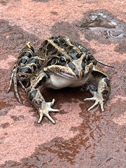 Primer plano de una rana sapo llanera. Leptodactylus latrans